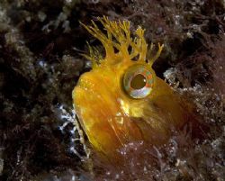 Yellowfin Fringehead, Anacapa Isl. CA

Canon 20D, 60mm,... by Dan Blum 